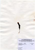 藏品(蘆筍藻)的圖片